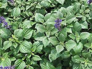 Salvia 'Big Blue' Impossible d'afficher l'image