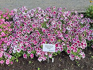 Petunia 'Painted Love Purple' Impossible d'afficher l'image