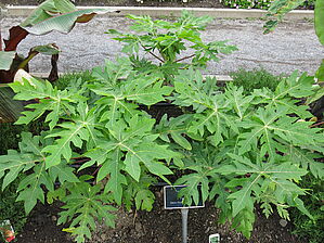 Impossible d'afficher l'image