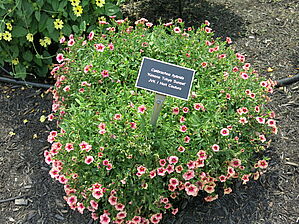 Calibrachoa 'Kimono Tokyo Sunset' Impossible to display the image