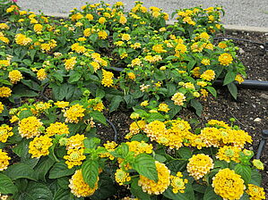 Impossible d'afficher l'image