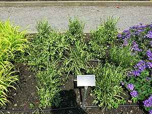 Pteris 'Mayii' Impossible d'afficher l'image