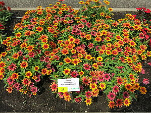 Zinnia Profusion 'Red Yellow Bicolor' Impossible d'afficher l'image