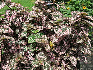 Impossible d'afficher l'image