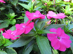 Impossible d'afficher l'image