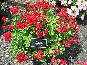 Impossible d'afficher l'image