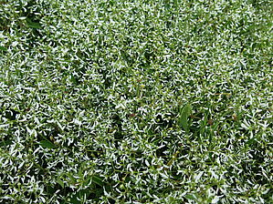 Impossible d'afficher l'image