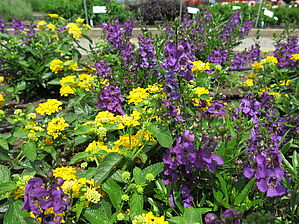 Impossible d'afficher l'image