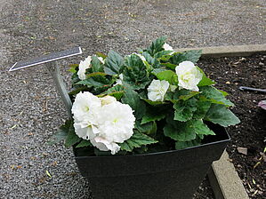 Impossible to display the image