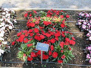 Impossible d'afficher l'image