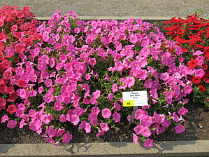 Petunia Easy Wave Spreading 'Pink' Impossible d'afficher l'image