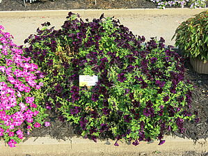 Petunia Starlet 'Midnight Sky' Impossible d'afficher l'image