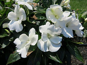 Impossible d'afficher l'image