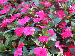 Impossible d'afficher l'image