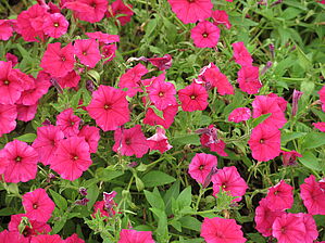 Petunia Supertunia Vista 'Paradise' Impossible d'afficher l'image
