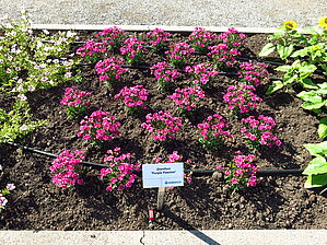 Impossible d'afficher l'image