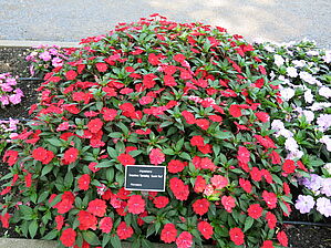 Impossible d'afficher l'image