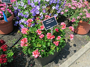 Impossible d'afficher l'image