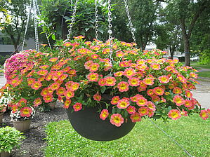 Impossible d'afficher l'image