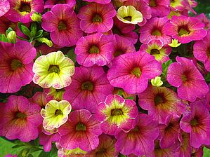 Impossible d'afficher l'image