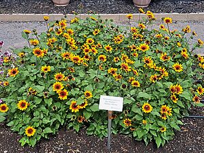 Impossible d'afficher l'image