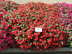 Impossible d'afficher l'image