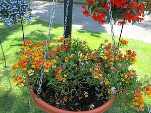 Impossible d'afficher l'image