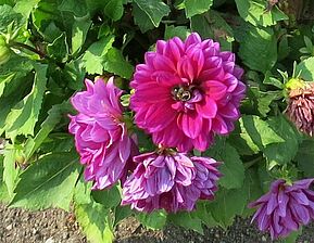 Impossible to display the image