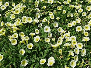 Petunia 'Shock Wave Yellow' Impossible d'afficher l'image