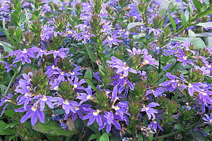 Impossible d'afficher l'image