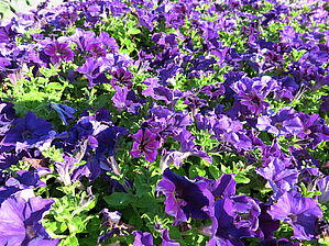 Petunia Tea 'Blue' Impossible d'afficher l'image