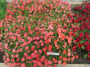 Impossible d'afficher l'image