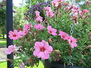 Impossible d'afficher l'image