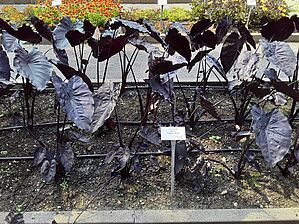 Impossible d'afficher l'image