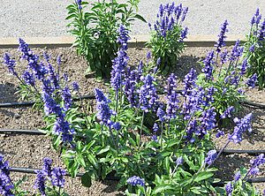 Salvia 'Sallyfun Blue Emotion' Impossible d'afficher l'image