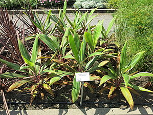 Impossible d'afficher l'image