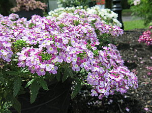 Verbena (pot) Obsession cascade 'Twister Violet' Impossible d'afficher l'image