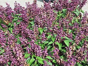 Salvia 'Ablazin Purple' Impossible d'afficher l'image