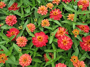 Zinnia 'Profusion Double Deep Salmon' Impossible d'afficher l'image