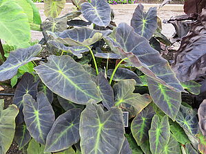 Impossible d'afficher l'image