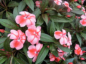 Impossible d'afficher l'image