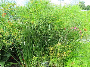 Impossible d'afficher l'image