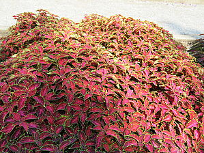 Plectranthus 'Party Time Ruby Punch' Impossible d'afficher l'image