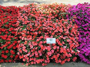 Impossible d'afficher l'image