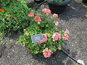 Impossible d'afficher l'image