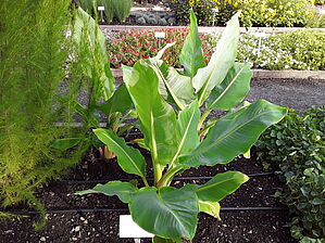 Impossible d'afficher l'image