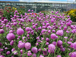 Gomphrena 'Ping Pong Lavender' Impossible d'afficher l'image