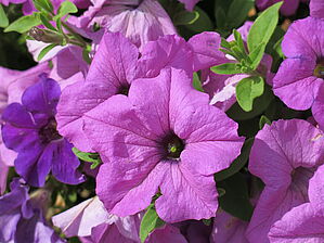 Petunia Tea 'Light Violet' Impossible d'afficher l'image