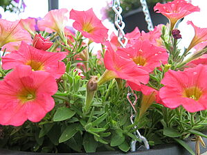 Impossible d'afficher l'image