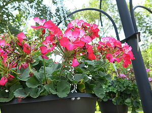 Impossible d'afficher l'image